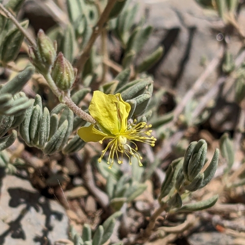 Helianthemum lippii