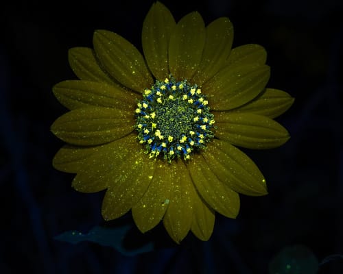 Helianthus annuus (Sunflower) — photo