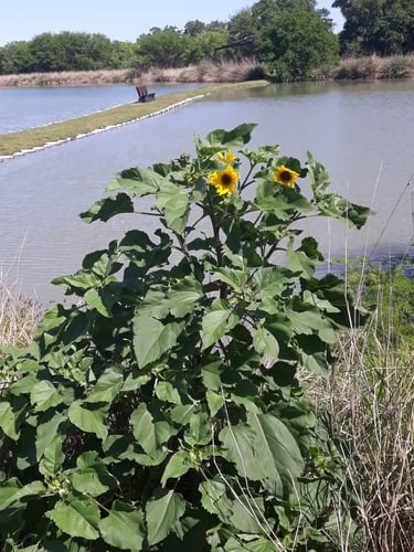 Helianthus annuus subsp. lenticularis