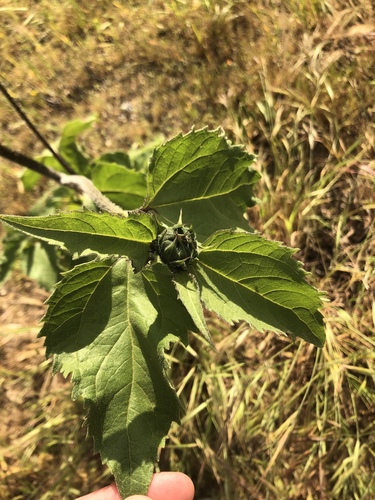 Helianthus annuus subsp. lenticularis (Wild sunflower) — photo
