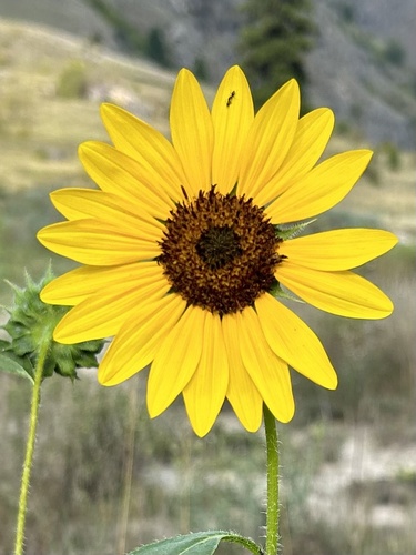 Helianthus annuus subsp. lenticularis (Wild sunflower) — photo