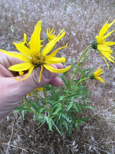 Helianthus cusickii (Cusick's sunflower) — photo