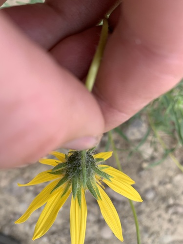 Helianthus cusickii (Cusick's sunflower) — photo