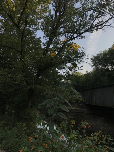 Helianthus doronicoides — photo