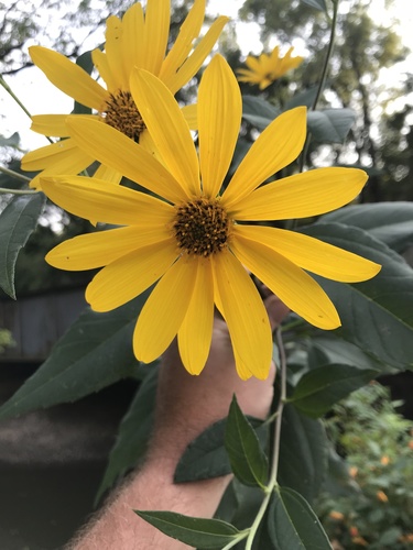 Helianthus doronicoides — photo