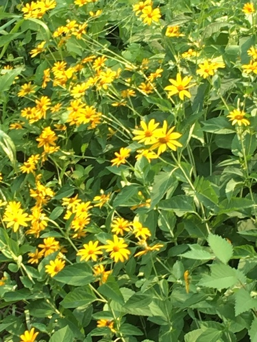 Helianthus doronicoides