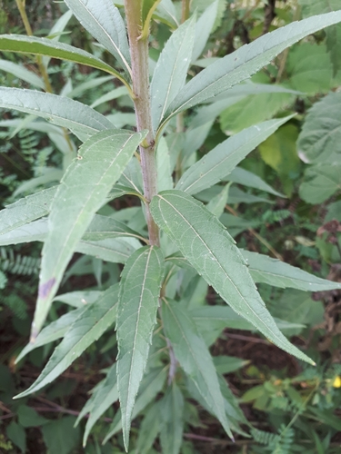 Helianthus giganteus (Giant sunflower) — photo
