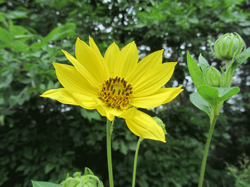 Helianthus giganteus