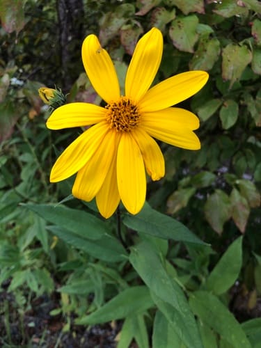 Helianthus giganteus (Giant sunflower) — photo