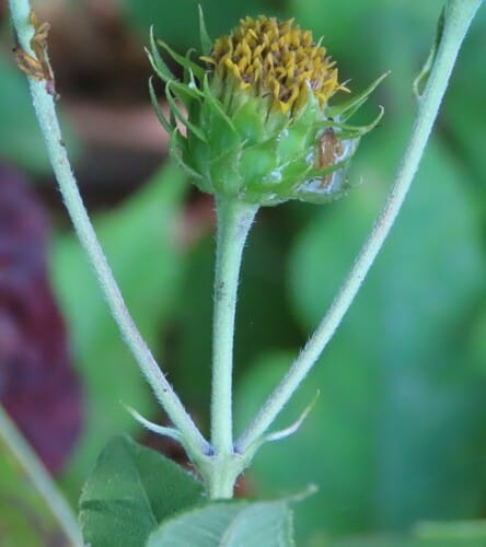 Helianthus hirsutus (Paleleaf woodland sunflower) — photo