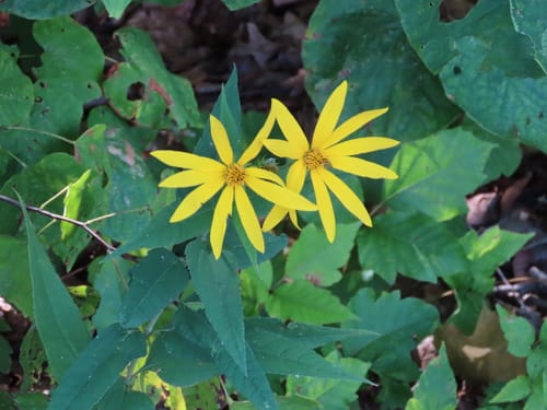 Helianthus hirsutus (Paleleaf woodland sunflower) — photo