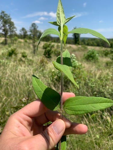 Helianthus hirsutus
