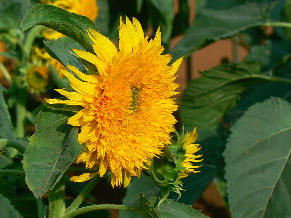 Helianthus hybr
