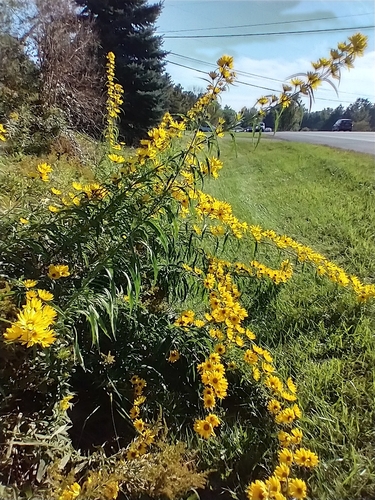 Helianthus maximiliani (Maximillian sunflower) — photo