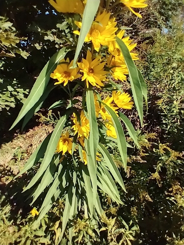 Helianthus maximiliani (Maximillian sunflower) — photo