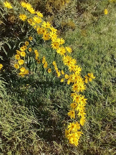 Helianthus maximiliani