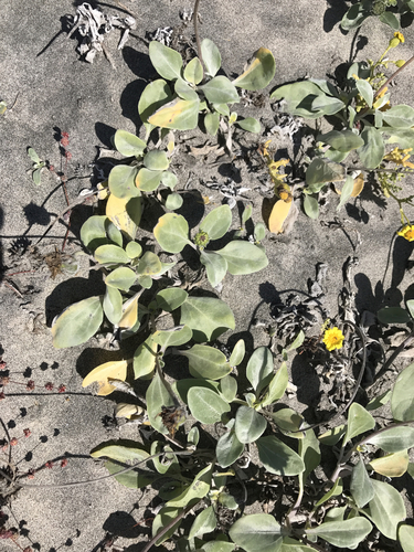 Helianthus niveus — photo