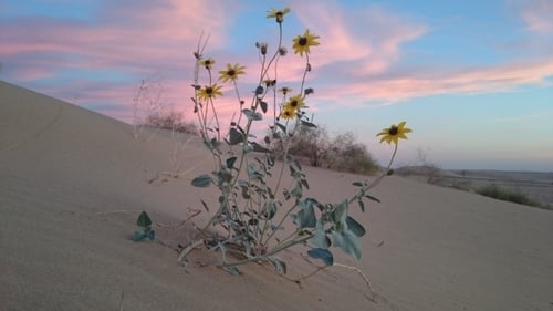 Helianthus niveus