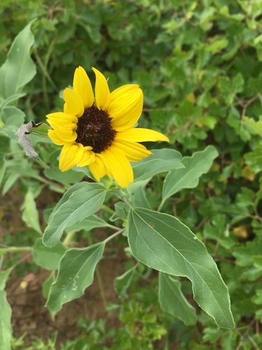 Helianthus petiolaris (Prairie sunflower) — photo
