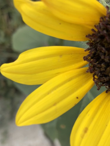 Helianthus petiolaris (Prairie sunflower) — photo