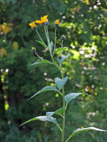Helianthus tuberosus (Jerusalem artichoke) — photo