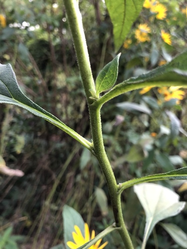 Helianthus tuberosus (Jerusalem artichoke) — photo