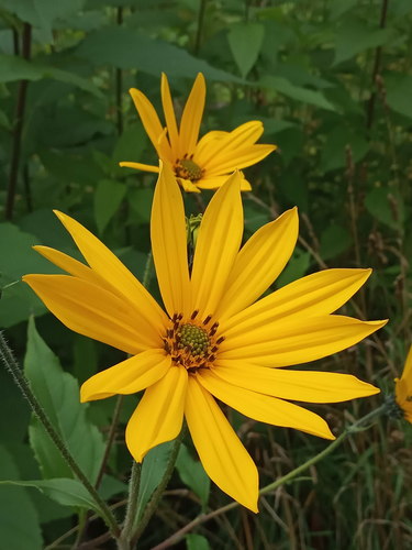 Jerusalem artichoke