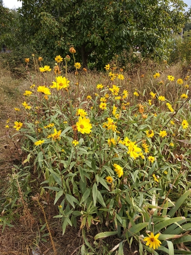 Helianthus x laetiflorus (Showy sunflower) — photo
