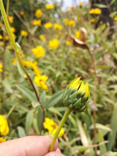 Helianthus x laetiflorus (Showy sunflower) — photo
