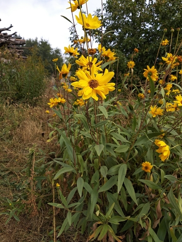 Helianthus x laetiflorus