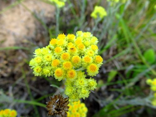 Helichrysum arenarium (Everlasting flower) — photo