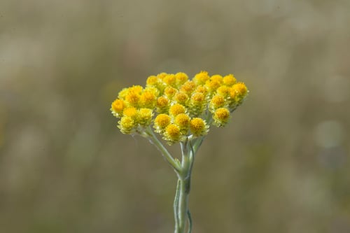 Helichrysum arenarium