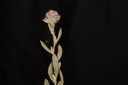 Helichrysum candolleanum — photo