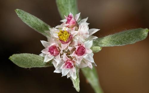 Helichrysum candolleanum
