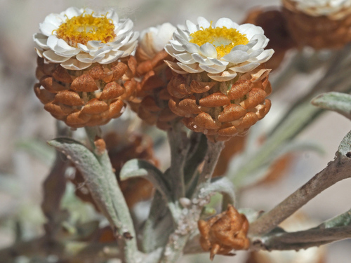 Helichrysum cochleariforme — photo