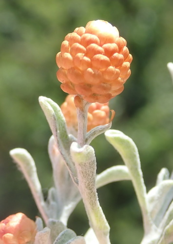 Helichrysum cochleariforme — photo