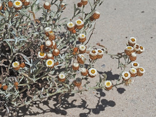 Helichrysum cochleariforme