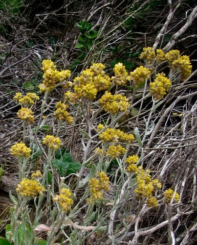Helichrysum gymnocomum