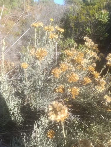 Helichrysum italicum (Curry plant) — photo