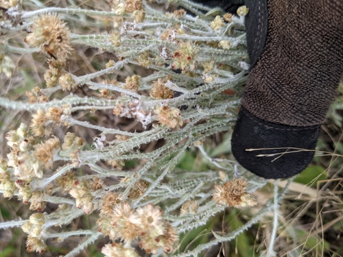 Helichrysum luteoalbum (Jersey Cudweed) — photo