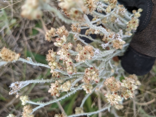 Helichrysum luteoalbum (Jersey Cudweed) — photo