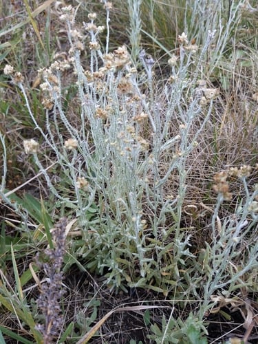 Helichrysum luteoalbum
