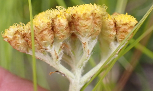 Helichrysum nudifolium (Hottentot's tea) — photo