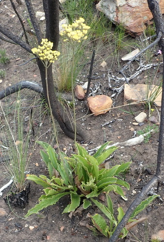 Helichrysum nudifolium (Hottentot's tea) — photo