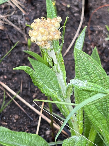 Helichrysum nudifolium