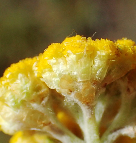 Helichrysum odoratissimum — photo