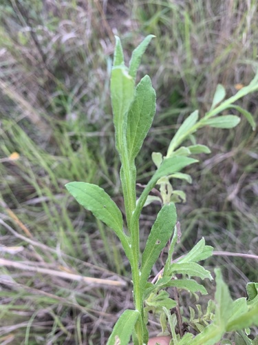 Helichrysum odoratissimum — photo