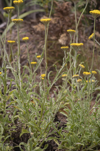 Helichrysum odoratissimum