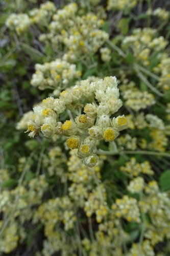 Helichrysum panduratum (Everlasting) — photo