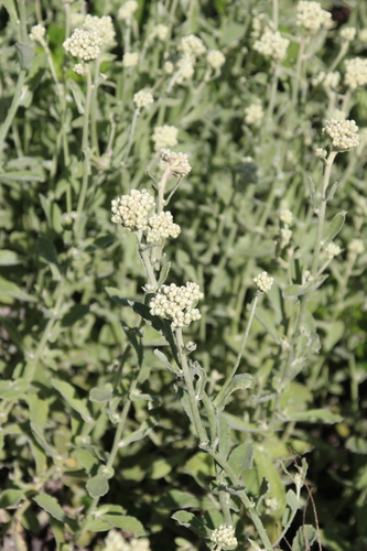 Helichrysum panduratum